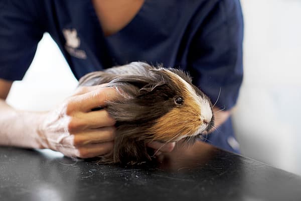 Eine Person, die ein Meerschweinchen hält.