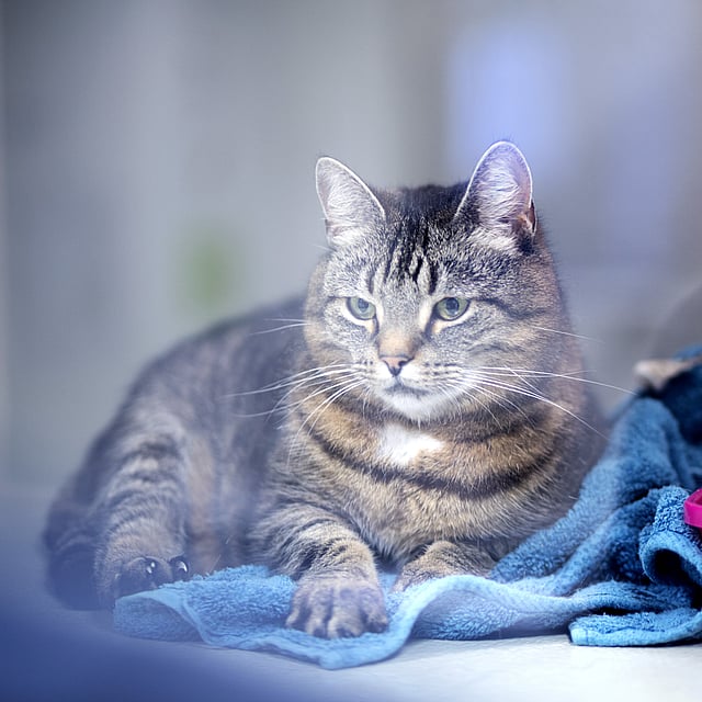 Eine Katze, die auf einem blauen Handtuch sitzt.