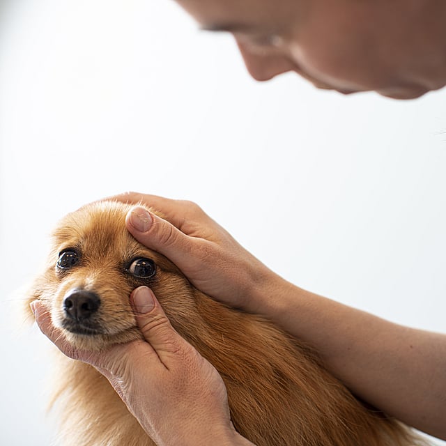 Tierärztin untersucht das Auge eines Hundes