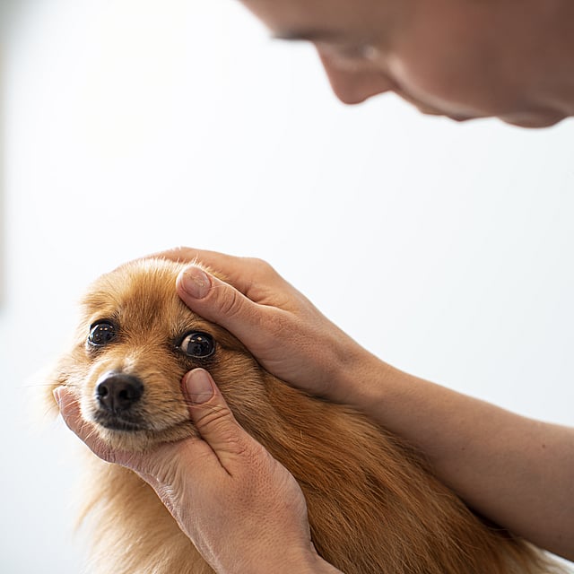 Eine Person, die einen Hund streichelt.