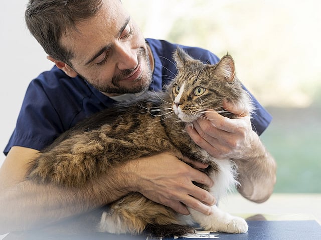 Eine Person, die eine Katze hält.