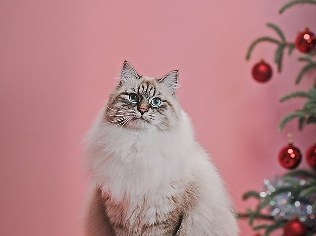 Eine Katze, die auf einer rosa Kiste sitzt.
