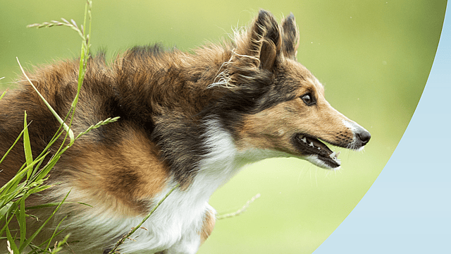 Glücklicher Hund im Gras