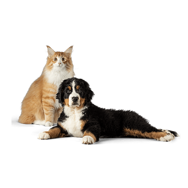 Eine Katze und ein Hund, die in die Kamera schauen.