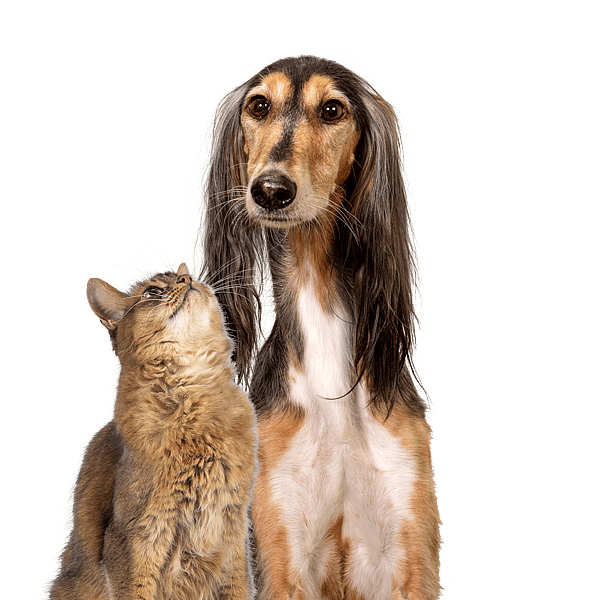 Hund und Katze