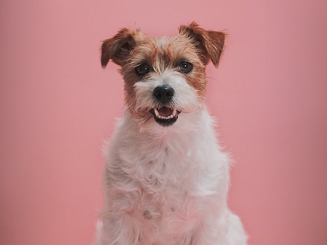 Ein Hund, der auf einer rosa Oberfläche sitzt.