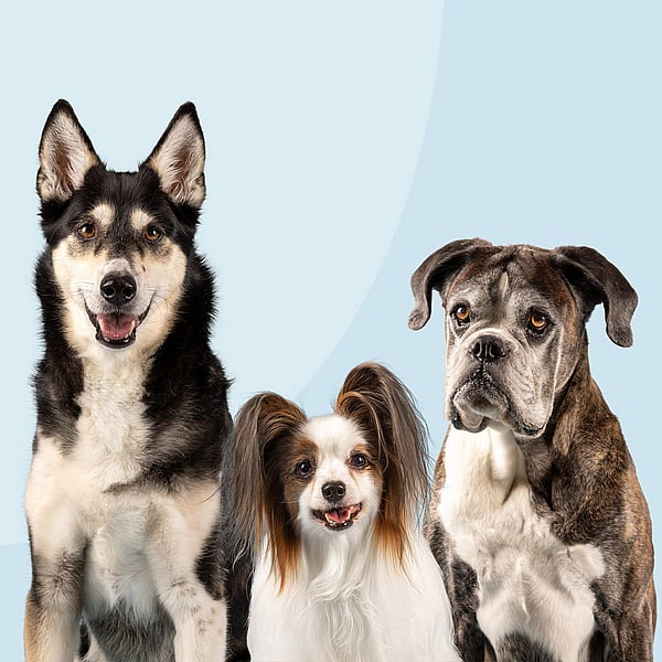 Eine Gruppe von Hunden, die zusammen sitzen.