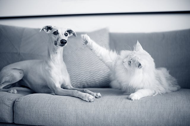 Ein Hund und eine Katze auf einer Couch.