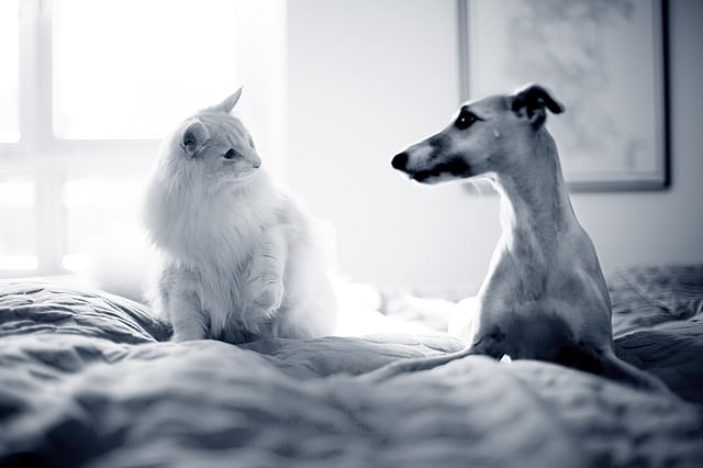 Eine Katze und ein Hund, die auf einem Bett sitzen.