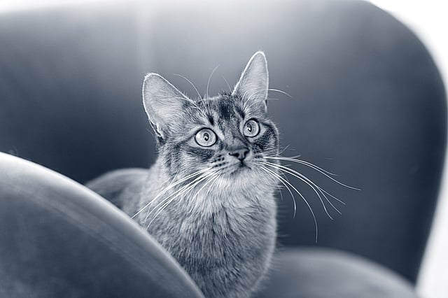 Eine Katze, die in die Kamera schaut.