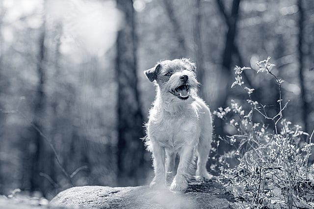 Ein Hund, der auf einem Felsen steht.