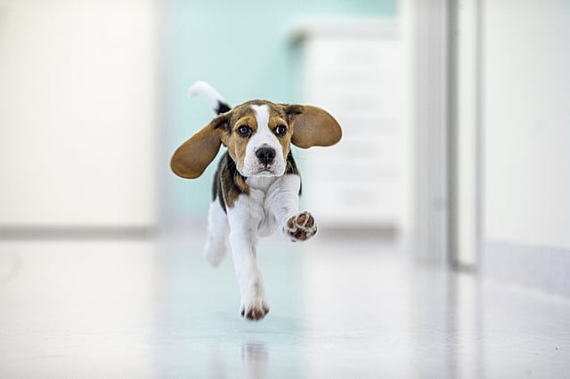 Ein Hund, der auf einem weißen Boden läuft.