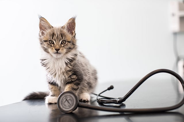Eine Katze, die neben einem Stethoskop sitzt.