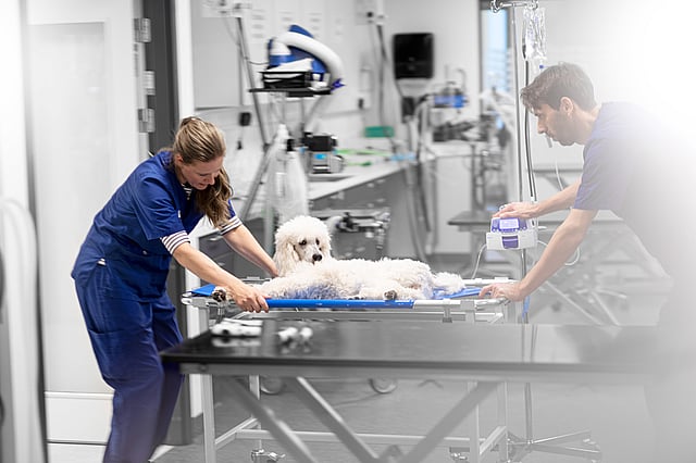 Ein paar Leute in einem Raum mit einem Hund auf einer Trage.
