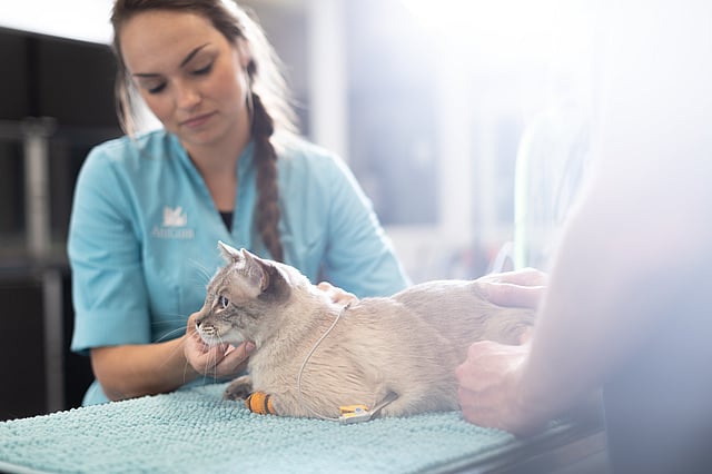Mitarbeiterin mit Katze