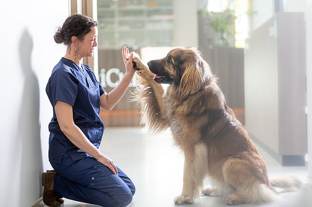 Eine Person, die einem Hund ein High Five gibt.