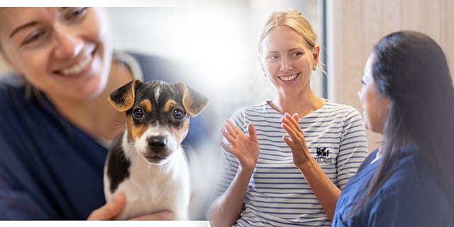 Tierärztin mit Hund und Besitzerin
