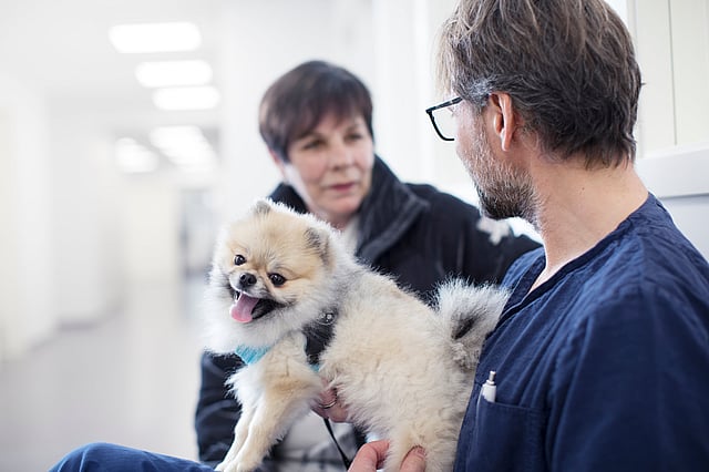 Eine Person, die einen kleinen Hund hält.