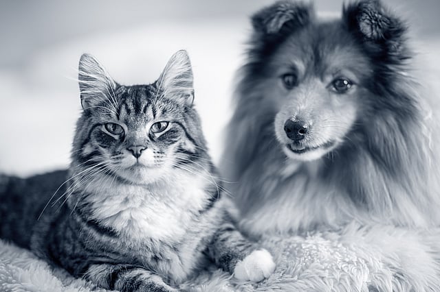 Eine Katze und ein Hund, die auf einer Decke liegen.