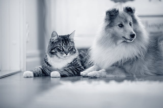 hund und katze