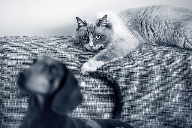 hund und katze